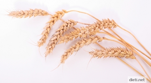 Житни растения - пшеница